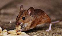 24 Hour & Emergency Exterminators in Bass Lake, IN
